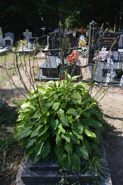 Stefan Faff 1943 Tuczno - Grobonet - Wyszukiwarka osób pochowanych